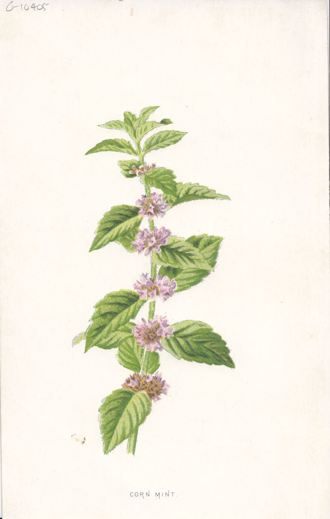 FLOWERS. Corn-Mint c1895 old antique vintage print picture